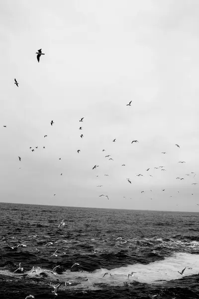 Bulutlu Gökyüzünde Uçan Martılar