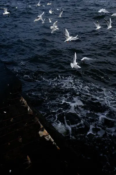 Martı denizin üzerinde uçuyor.