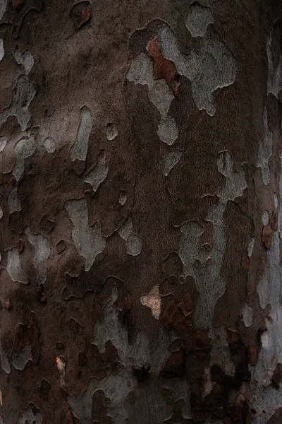 Ağaç gövdesi dokusu, kabuk yüzeyi