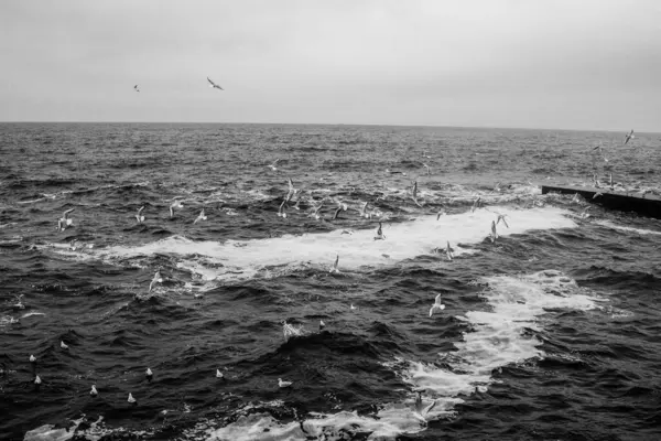 İskeledeki bir martının siyah beyaz görüntüsü.