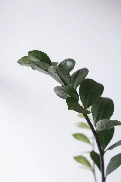 beyaz arkaplanda yeşil yapraklar