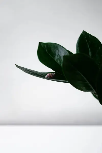 Yeşil yapraklı tropikal bitki