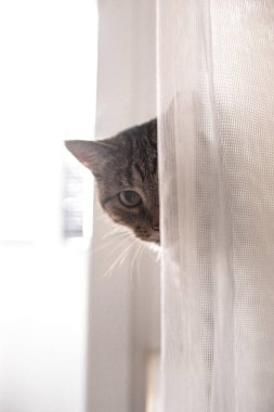 Pencerenin arkasında saklanan sevimli kedi..