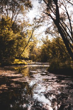 Ormanda güzel bir şelale