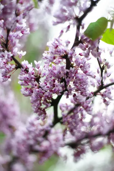 Bahçedeki güzel pembe çiçekler