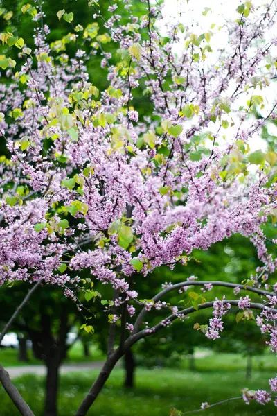 Bahçedeki güzel pembe çiçek