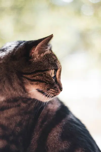 Kameraya bakan sevimli kedinin yakın görüntüsü.