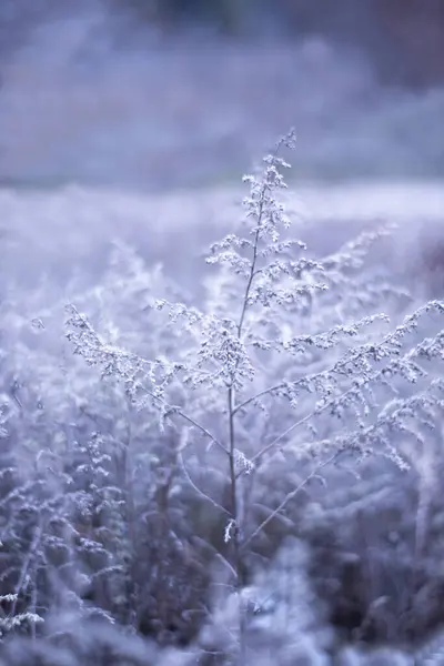 Karla kaplı ağaçlarla kaplı güzel kış manzarası