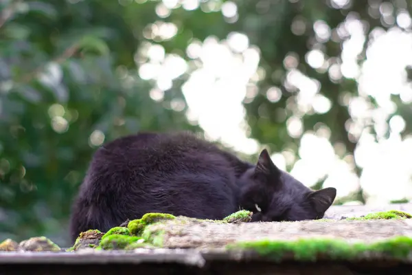 Siyah kedi bahçede uyuyor.