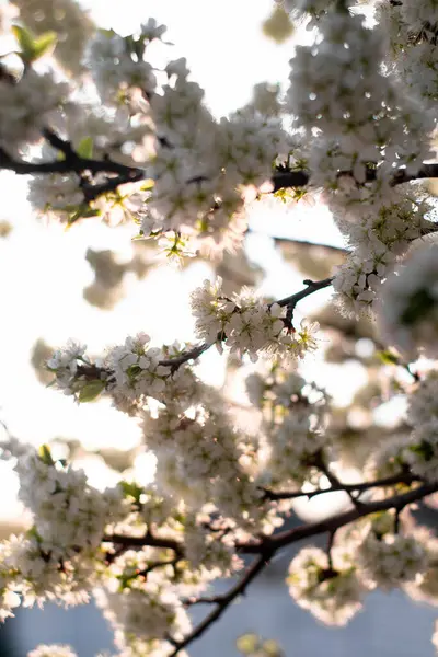 Bahçede güzel bahar çiçekleri