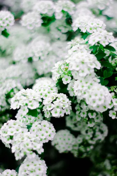 Bahçede beyaz çiçekler