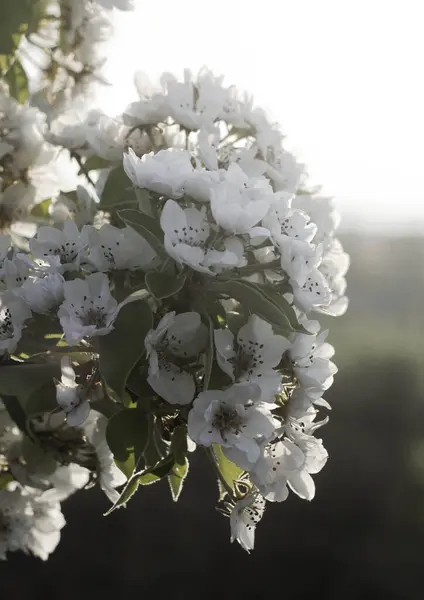 Bahçedeki ağaçta güzel beyaz çiçekler