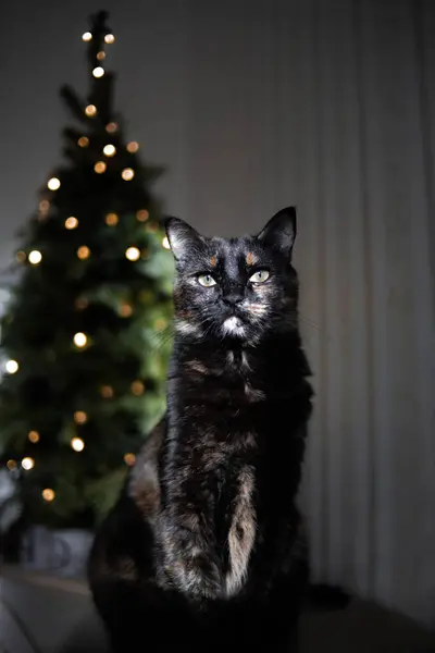 Kedi Noel ağacının önünde oturuyor.