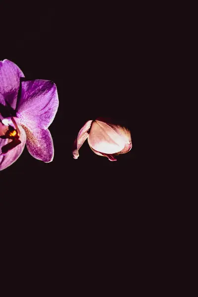 Siyah arka planda güzel çiçekler