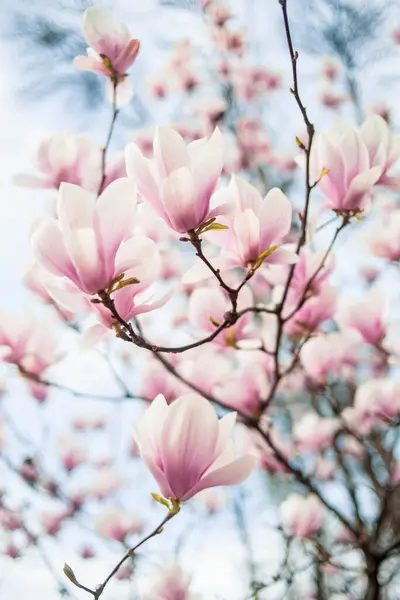 İlkbaharda ağaçta pembe manolya çiçeği açar.