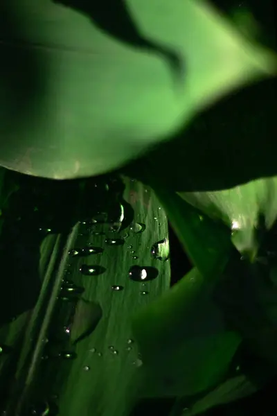 Bahçedeki yeşil çimenler