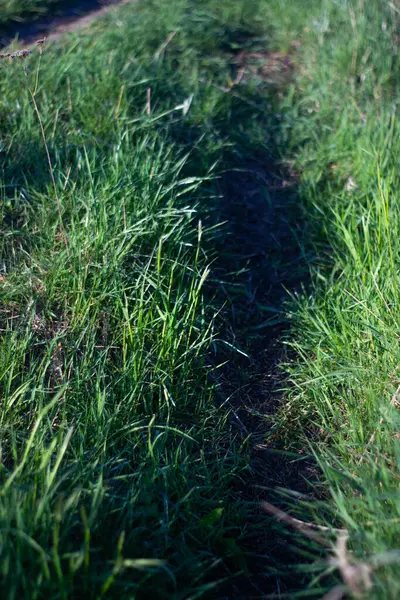 Bahçedeki yeşil çimenler.