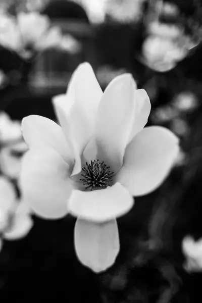 Bahçedeki beyaz çiçek