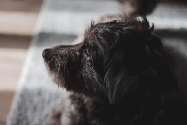 Köpek cinsi Yorkshire Teriyeri, yakın görüş, köpek, evcil hayvan