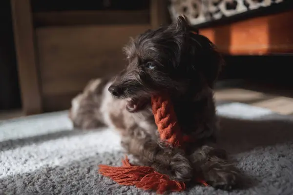 Köpek yavrusu Jack Russell Terrier ile oyuncak.