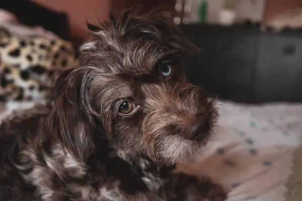 Şirin bir köpeğin portresi.