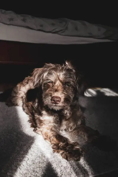 Yataktaki sevimli köpek.