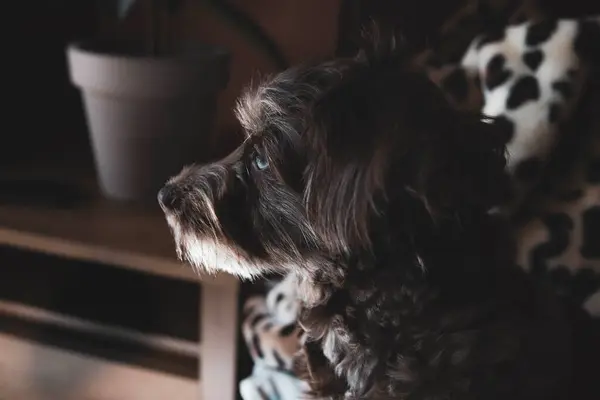 Şirin bir köpeğin portresi.