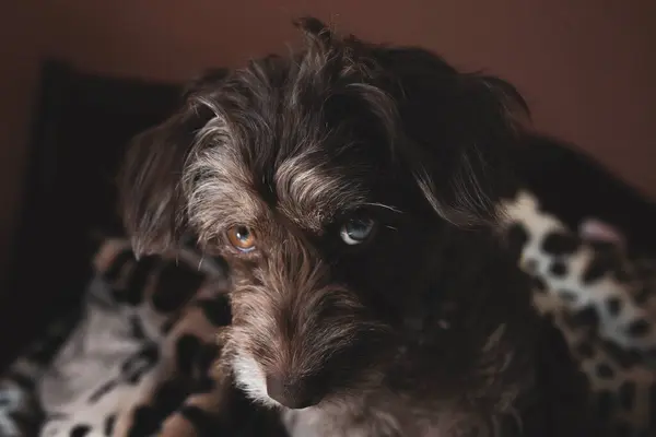 Bir köpeğin portresi..