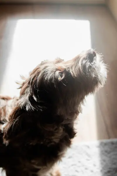 Köpek cinsi Yorkshire Teriyeri