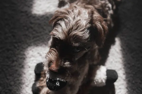 Sevimli küçük köpek Studio