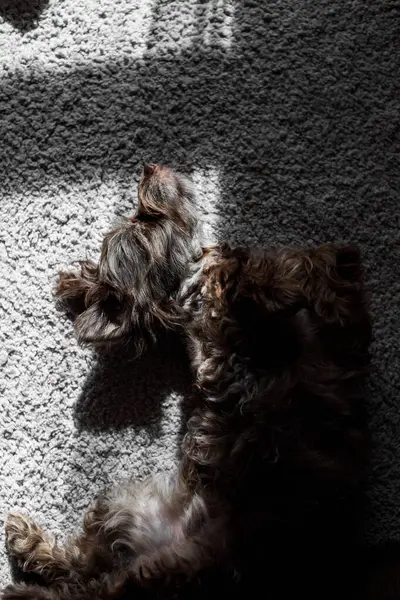 Siyah beyaz köpek yalan söylüyor ve dinleniyor.