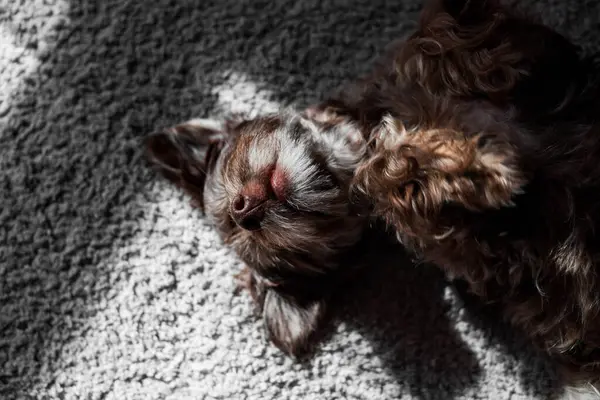 Köpek yerde uyuyor.