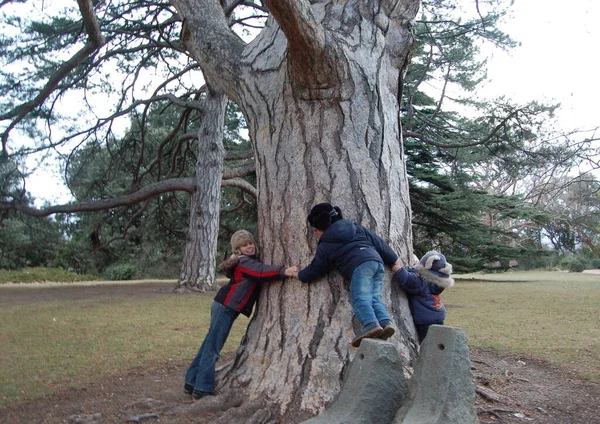 Crianças Meninos Irmãos Jogando Perto Uma Grande Árvore — Fotografia de Stock
