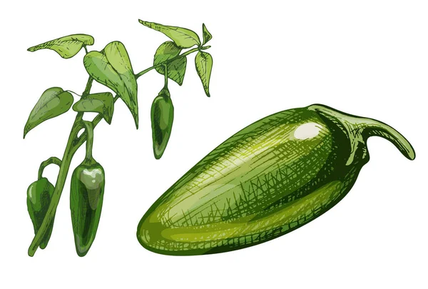 Branche Jalapeno Plante Avec Feuille Poivre Vintage Vecteur Hachure Couleur — Image vectorielle