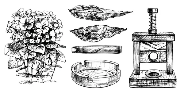 ギロチンシガーと灰皿を切る 花とタバコの植物 乾燥した葉全体 ヴィンテージハッチングブラックイラスト 白い背景に隔離されている 手描きインクデザイン — ストックベクタ