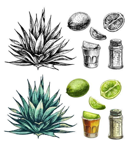 Cacto Agave Azul Tequila Vidro Com Limão Fatia Vetor Vintage Gráficos Vetores