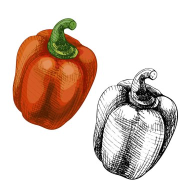 Tatlı kırmızı dolmalık biber. Vector vintage kuluçkadan çıkan renk çizimi. Beyaz arka planda izole edilmiş. El çizimi tasarım