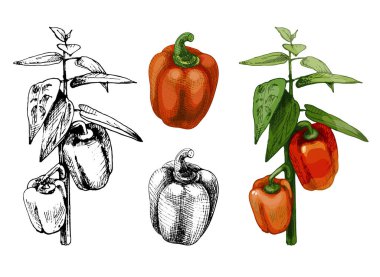 Bir dal kırmızı dolmalık biber yapraklı bitki. Beyaz arkaplanda izole edilmiş vintage taşıyıcı kuluçkaya yatma rengi çizimi