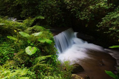 Ormandaki yavaş ve sessiz dere