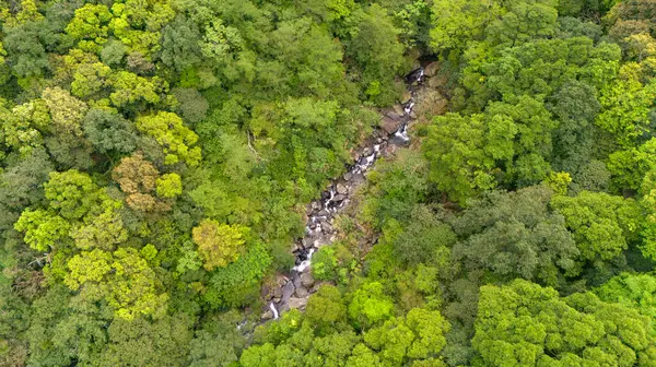 Nehir ve ormanın havadan görünüşü