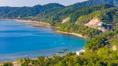 Palmiye ağaçlarıyla kaplı bir pelerin.