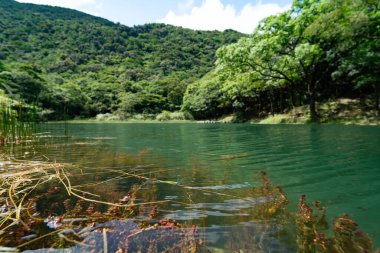 Bol su bitkileriyle dolu yemyeşil bir göl.