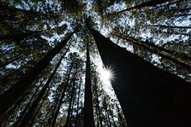 Yükselen ağaçlar rüzgarda fısıldıyor güneş yaprakların arasında dans ederken.