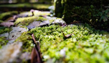 Narin yosunlar ve küçük filizler benekli güneş ışığının tadını çıkarıyor.