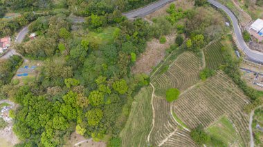 Doğa geometrisi yemyeşil ağaçların ve dolambaçlı terasların arasından ortaya çıkar.