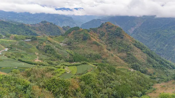 Verdant teraslı tarlalar ve yuvarlanan tepeler boyunca yayılmış çay tarlaları, uzaktaki sisli dağlara doğru yükselen orman yamaçları.