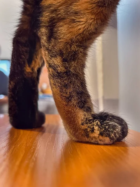 猫は近寄ってくる 猫の後ろ足 猫は後ろ足に立っている 茶色のウール ふわふわ 柔らかい — ストック写真