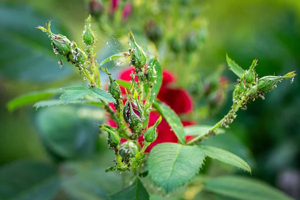 Aphids on rose buds. Spider mites. Pest control. Diseases of roses. Tetranychidae, Aphidoidea, Macrosiphum, Arge pagana.  Close-up. Macro. Soft focus effect. Selective focus.