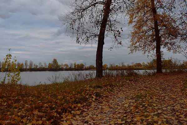 Осенний Пейзаж Проселочная Дорога Берегу Реки Покрытая Опавшими Желтыми Листьями — стоковое фото