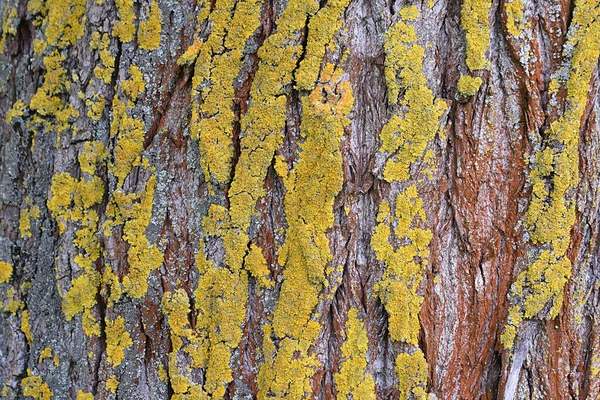 Żółty Pomarańczowy Mech Starym Drzewie Koreańskim Tło — Zdjęcie stockowe